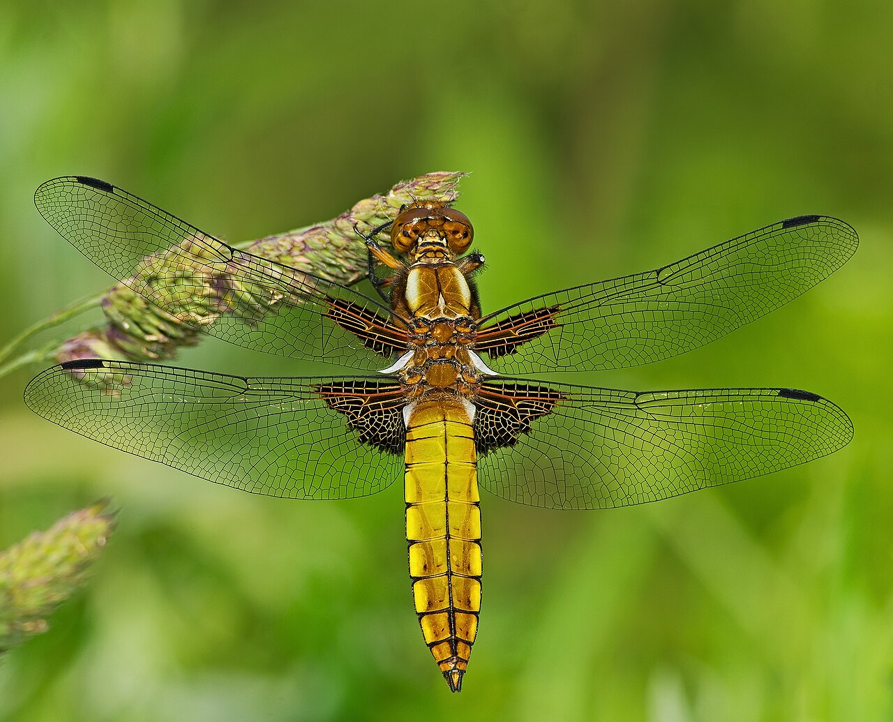 メジャーリーグ 大谷翔平 2026年シーズン展望 | SportsPulse